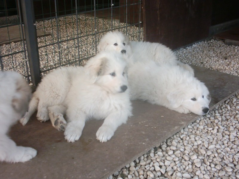 Allevamento Cane Da Montagna Dei Pirenei Cuccioli Di Mch Moliere